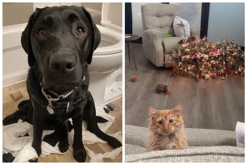 22 funny photos of animals that don't like the New Year