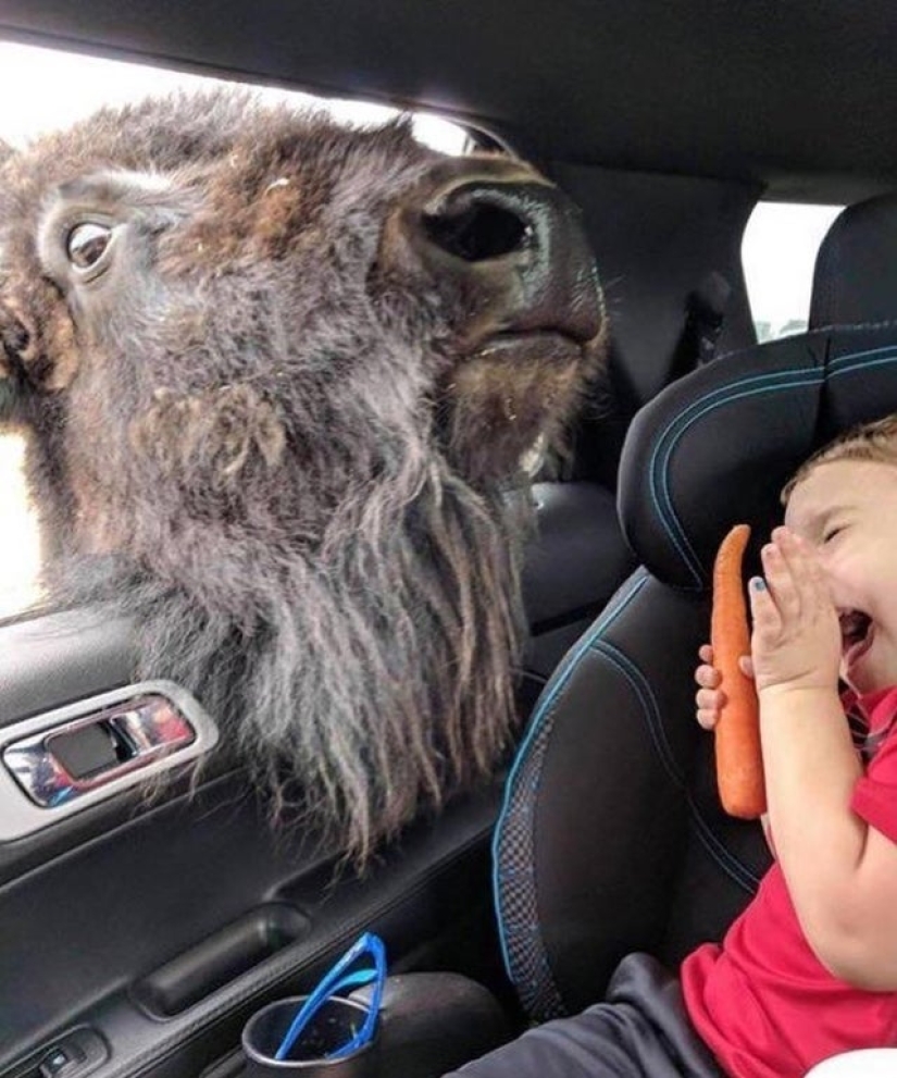 22 funny photos taken at the right moment