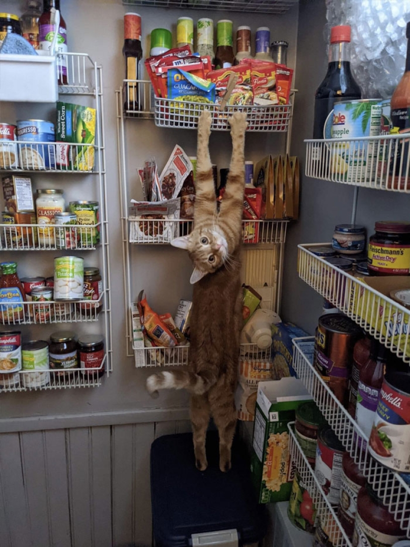 22 hilarious photos of cats that behave well sooo strange