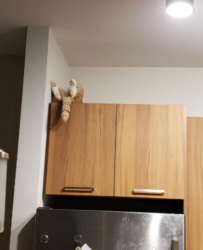 22 hilarious photos of simple feline everyday life