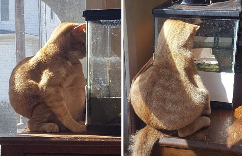 22 hilarious photos of cats that behave well sooo strange