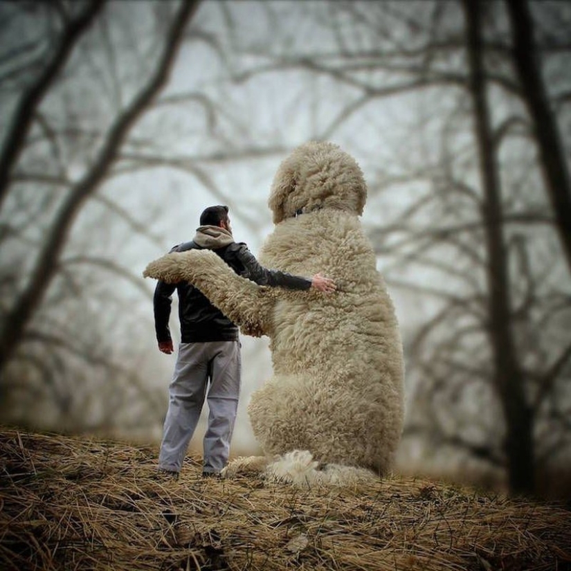 22 imágenes divertidas acerca de las increíbles aventuras de un fotógrafo y su perro gigante
