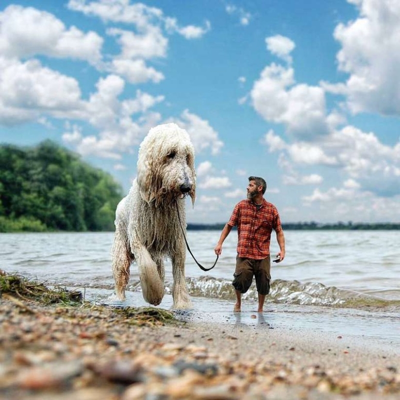 22 imágenes divertidas acerca de las increíbles aventuras de un fotógrafo y su perro gigante