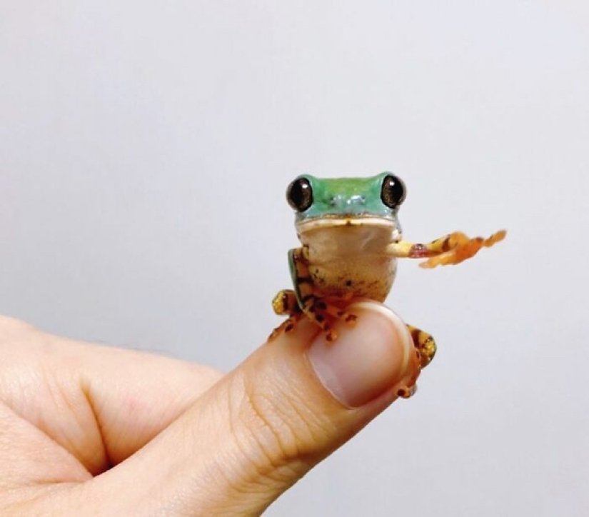 22 photos of small animals that bring great joy