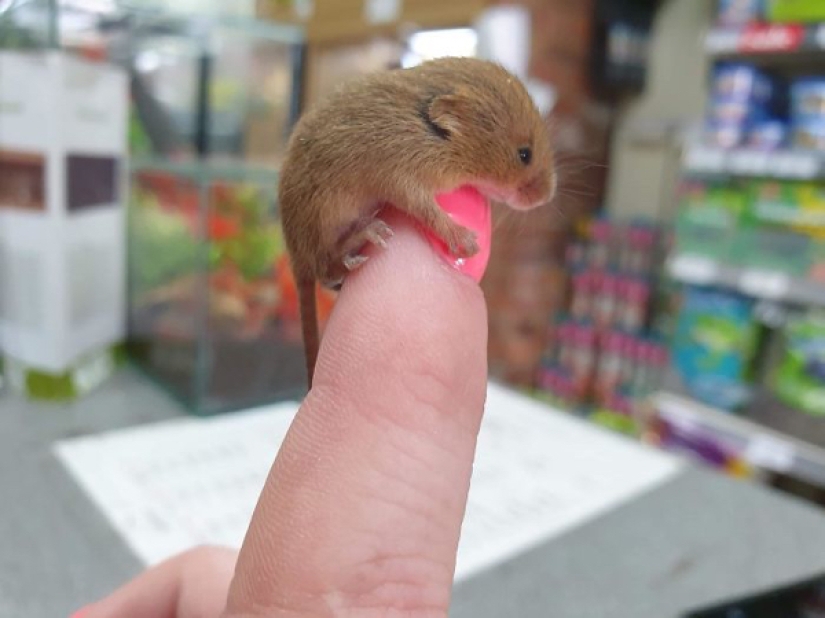 22 photos of small animals that bring great joy