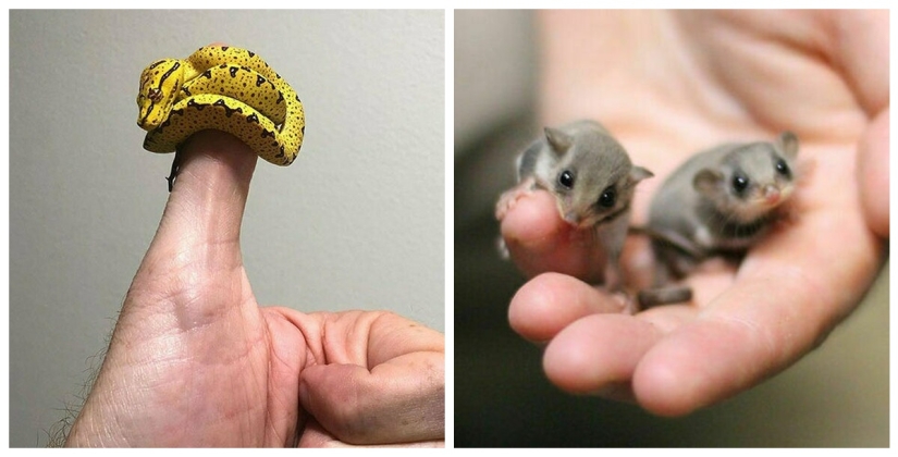 22 photos of tiny animals that can fit on one finger