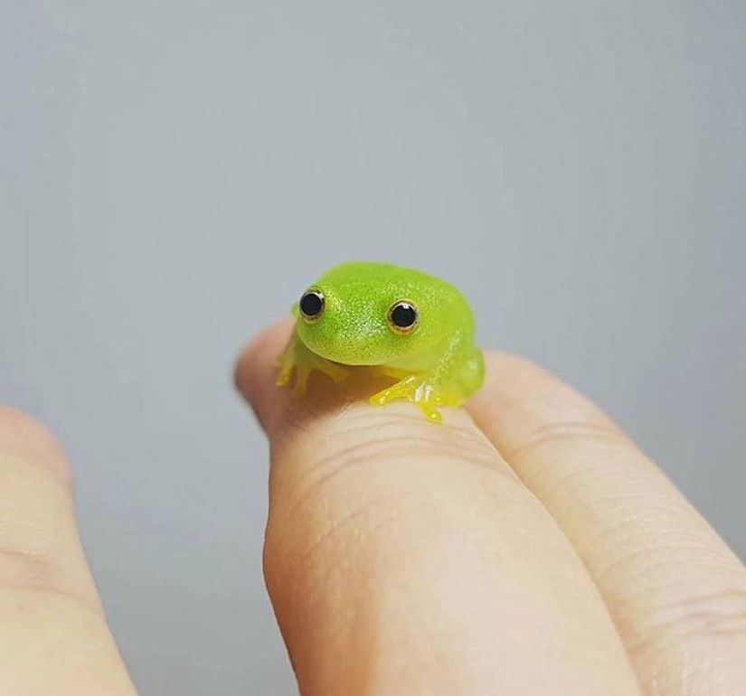 22 photos of tiny animals that can fit on one finger