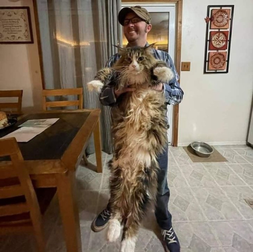 22 photos of very large animals that have forgotten that they are big