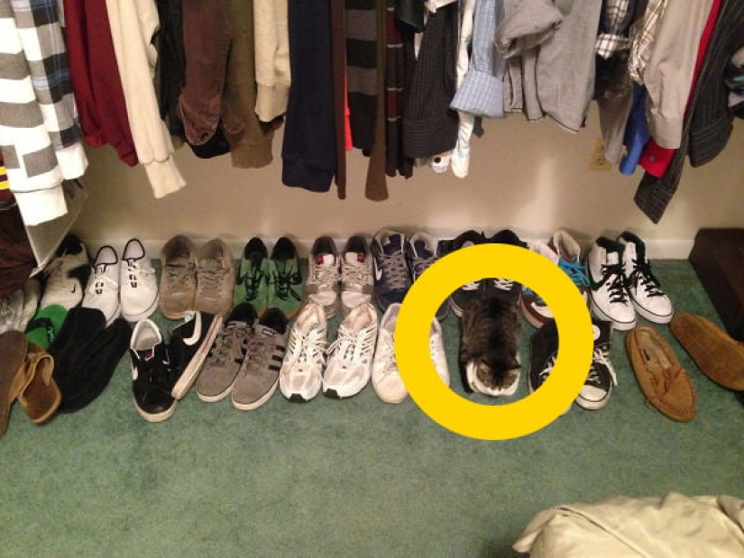 22 photos where animals hid, but you won't find them