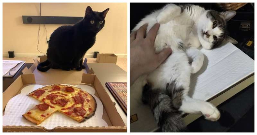 22 photos with cats and pizza. What could be more beautiful?