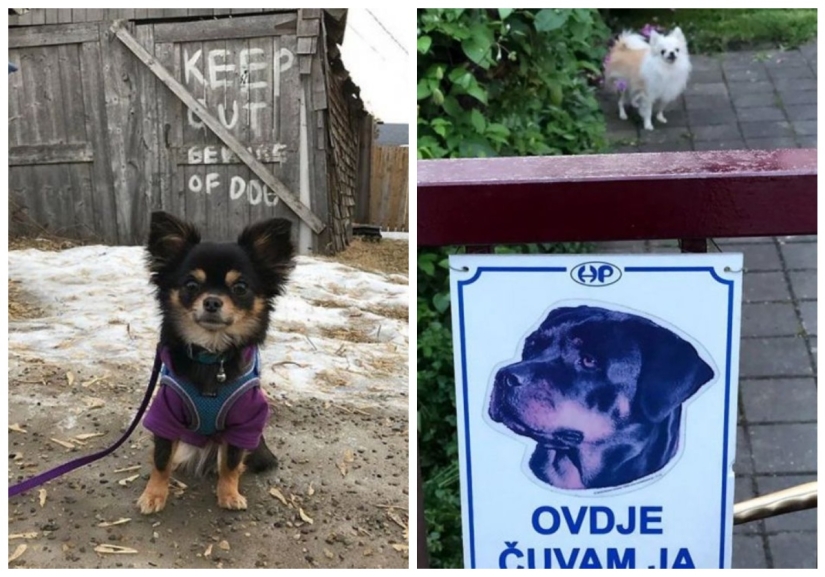 22 portions of kindness and sweetness that are hidden behind the "evil dog"signs