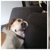 22 strange and funny photos with dogs