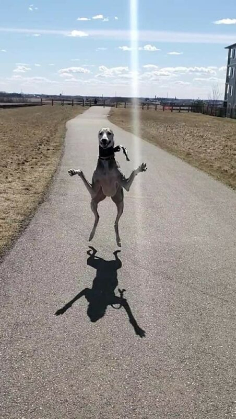 22 strange and funny photos with dogs