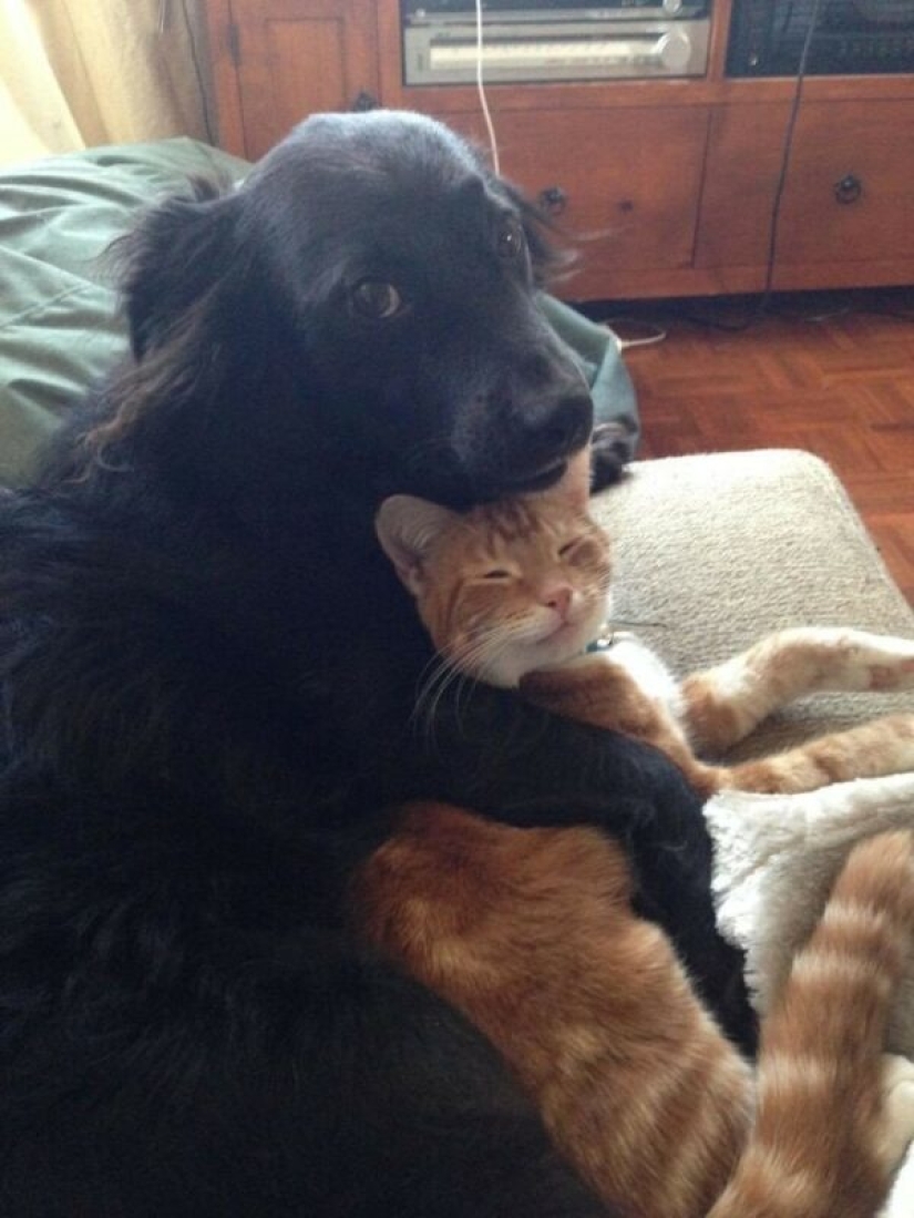 22 strange and funny photos with dogs