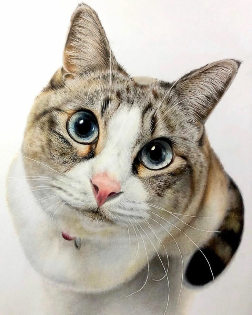 23 dibujos de gatos en el género del hiperrealismo