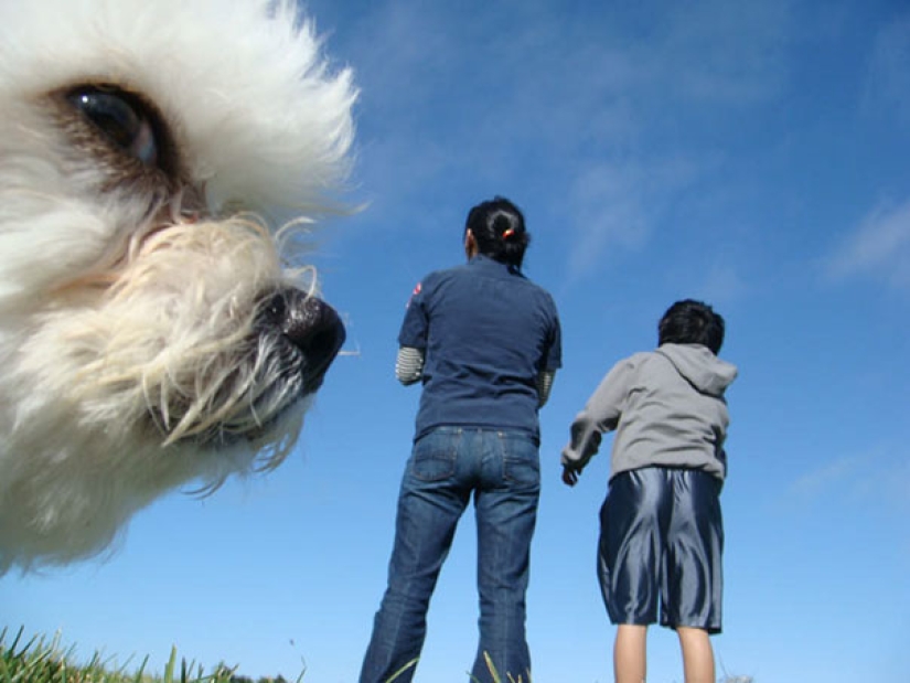 23 dogs who are photobombing geniuses