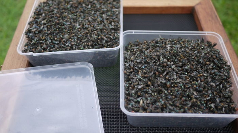 2,3 kilos de moscas por semana: cómo deshacerse de los insectos en el país según el método australiano