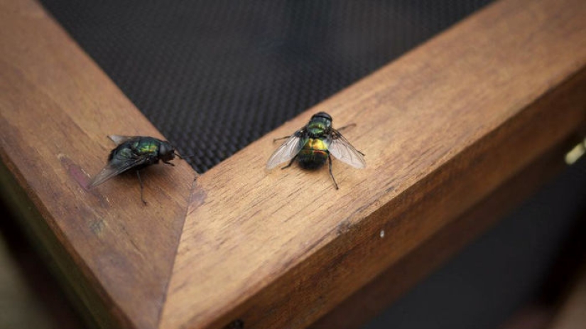2,3 kilos de moscas por semana: cómo deshacerse de los insectos en el país según el método australiano