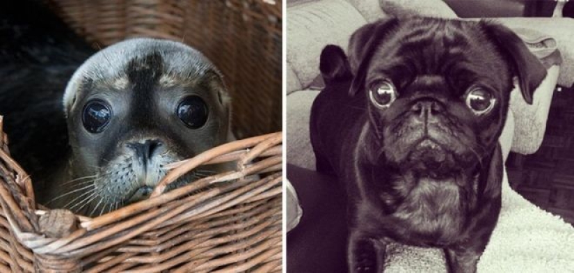 25 adorable photos that will convince you that dogs and seals — relatives