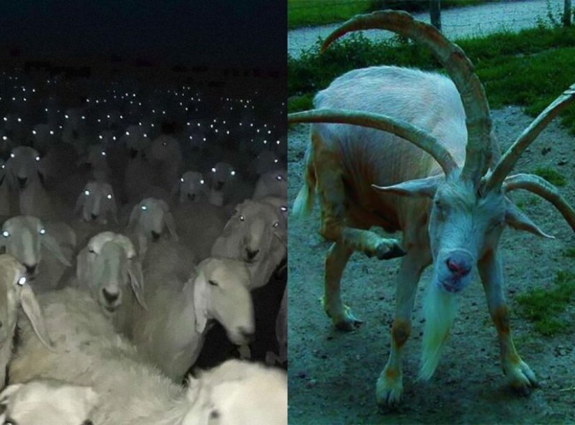 25 animals that look like they want to take over the world