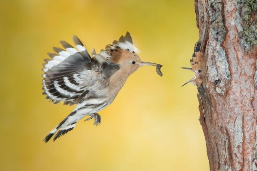 25 best works from the Siena Photo Awards 2018 photo contest