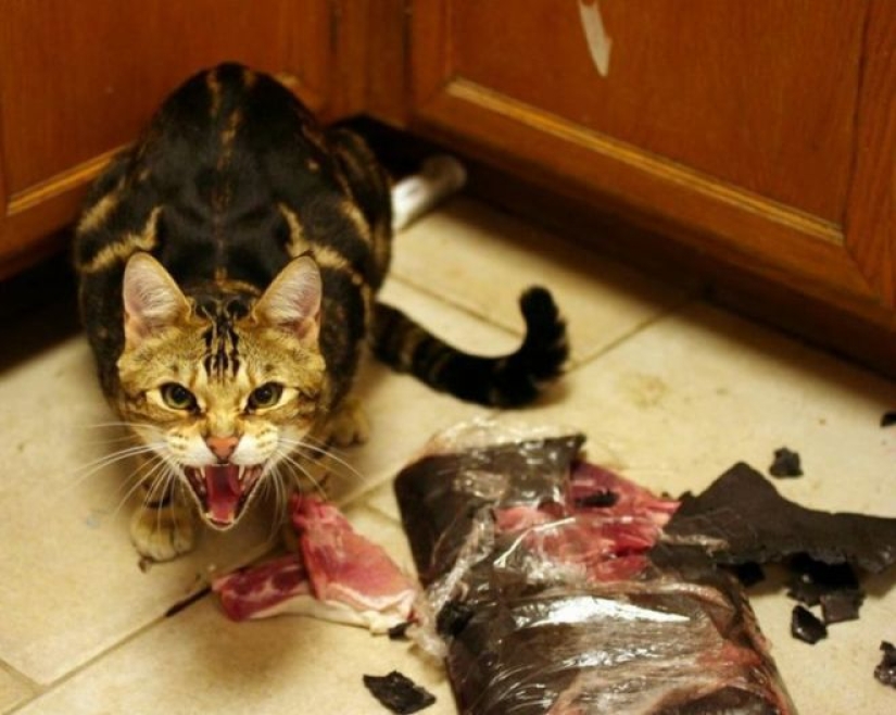 25 cats who got tired of being cute and went to the dark side