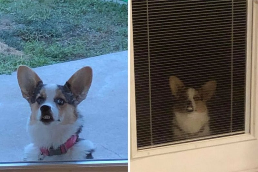 25 Corgi who is very dissatisfied with the behavior of their hosts