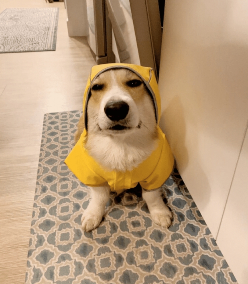25 Corgi who is very dissatisfied with the behavior of their hosts