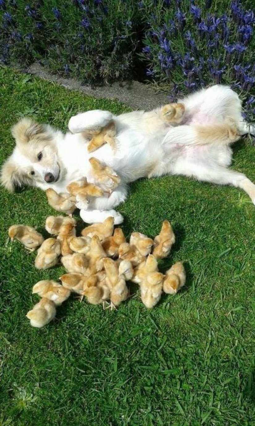 25 dogs that will make your day happier