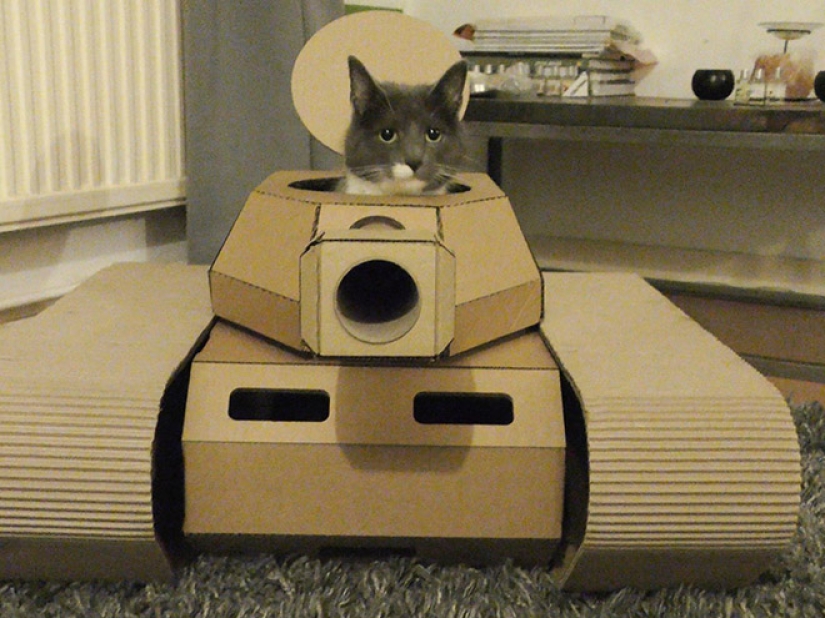 25 funny photos of cats in cardboard tanks that captured social networks