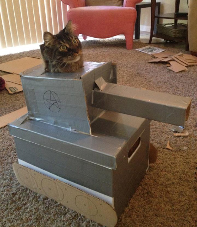 25 funny photos of cats in cardboard tanks that captured social networks