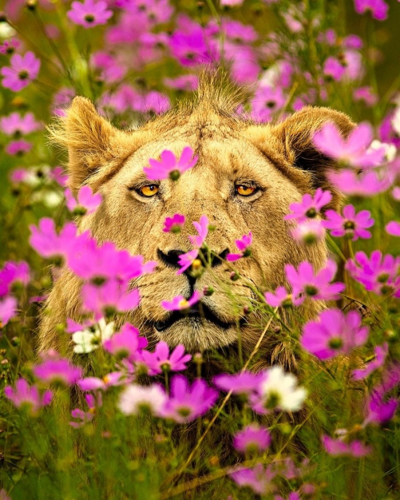 25 great photos of lions from the famous predator photographer Simon Needham