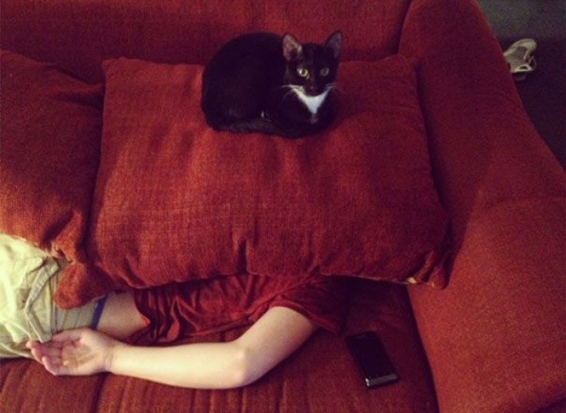 25 insidious cats who secretly planned to kill their owners