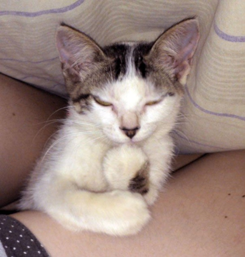 25 insidious cats who planned to secretly kill their owners