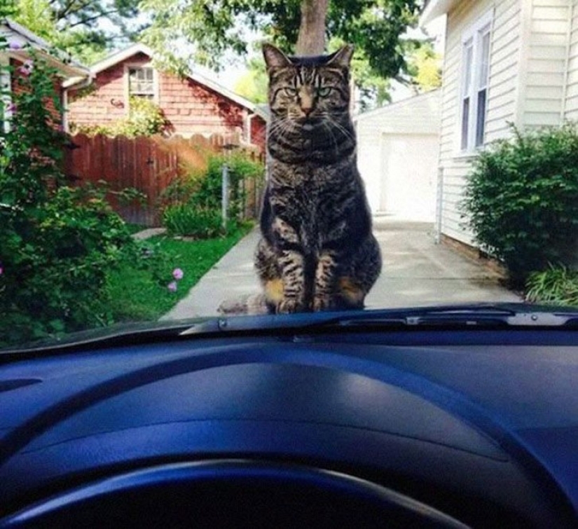 25 insidious cats who planned to secretly kill their owners