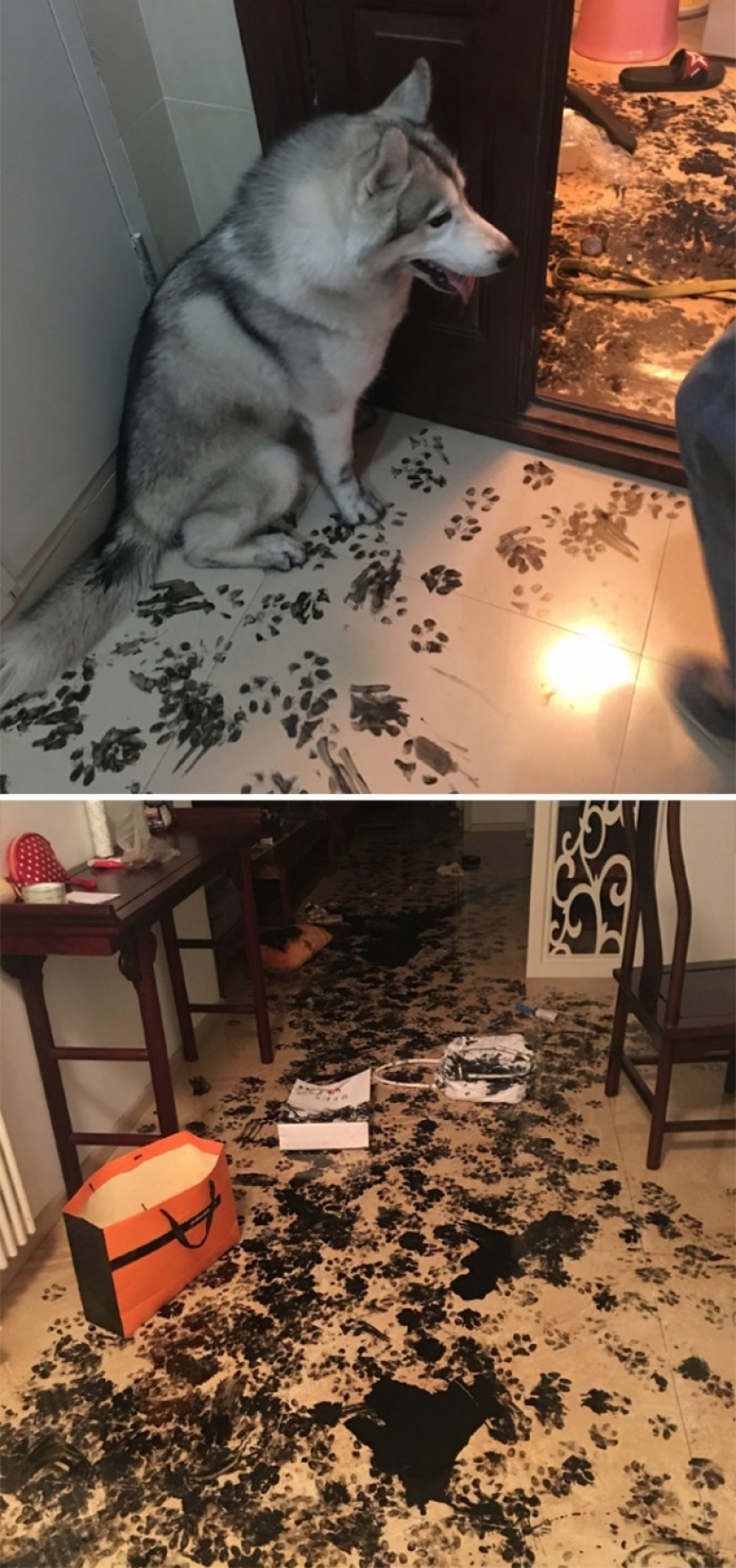 25 people who left their furry ones at home alone and bitterly regretted it