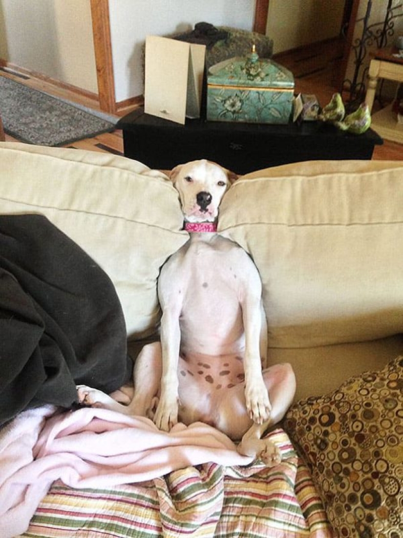 25 Pets that have no idea how the furniture