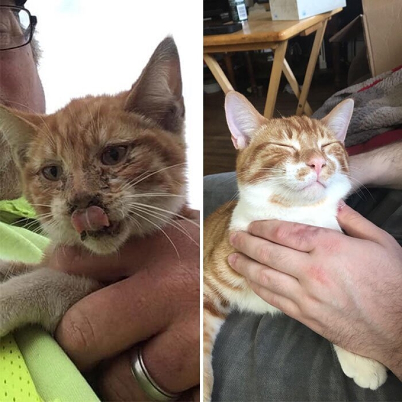25 photos of cats before and after they were picked up from the street