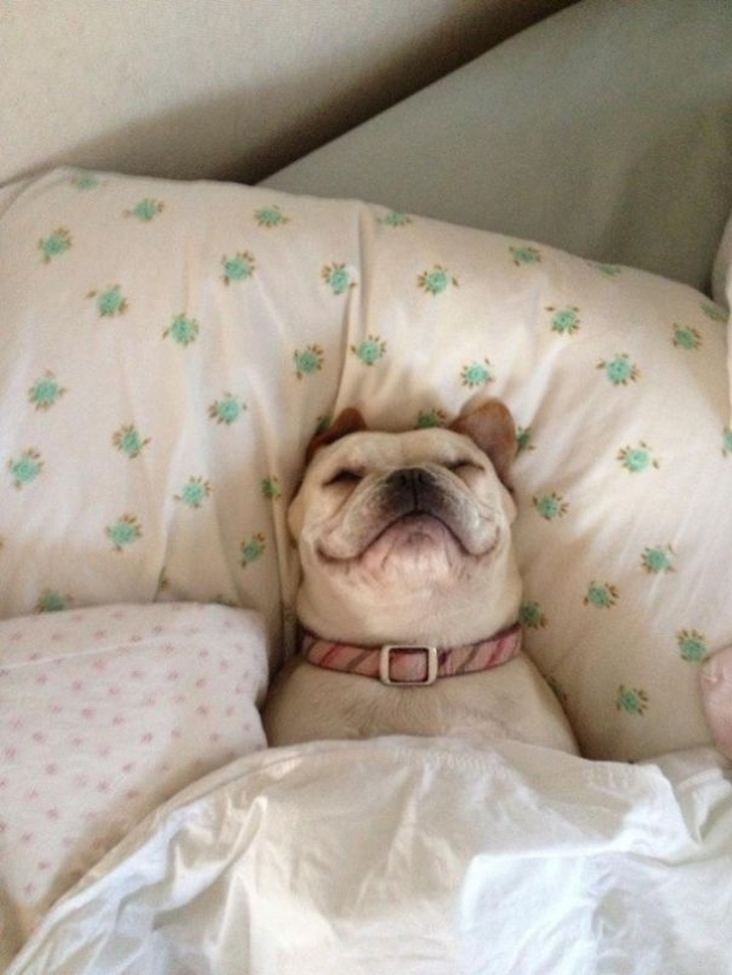27 dogs who sleep in your bed — because I can!