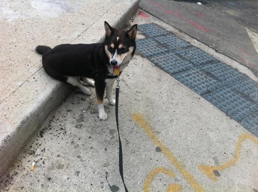 27 reasons why Shiba Inu dogs are the best