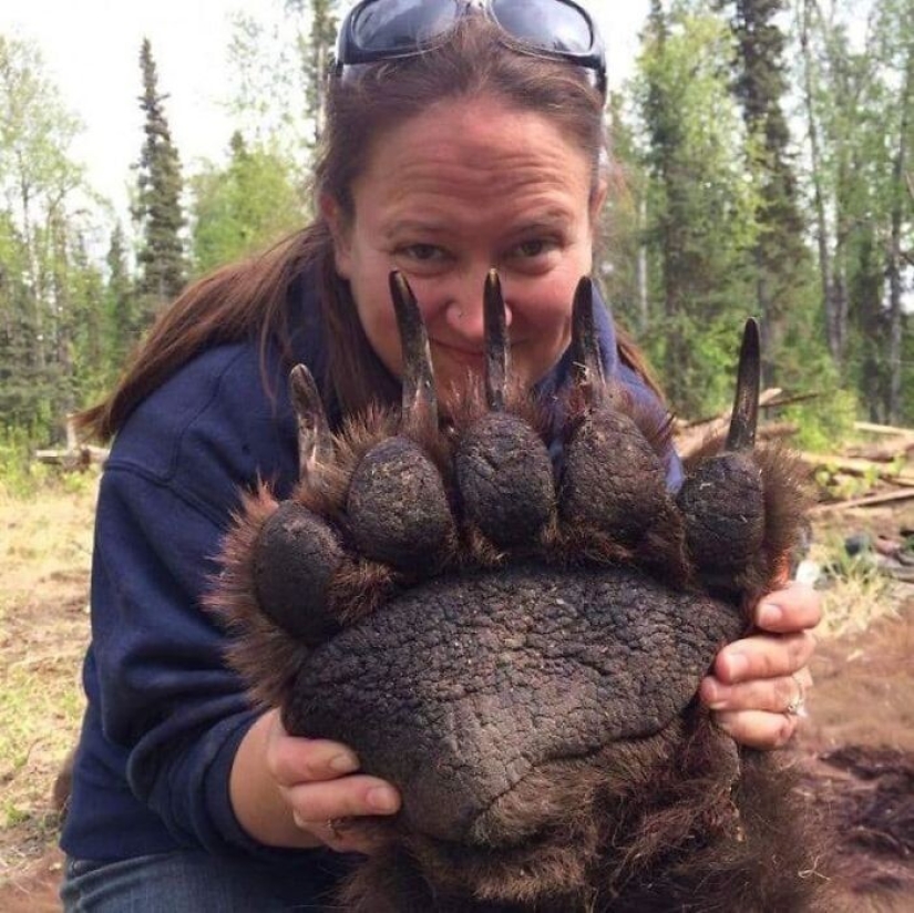 30+ animals, real sizes which will surprise you