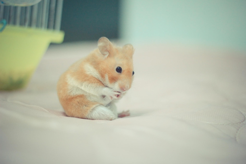 30 cute hamsters-mimimi rolls over!