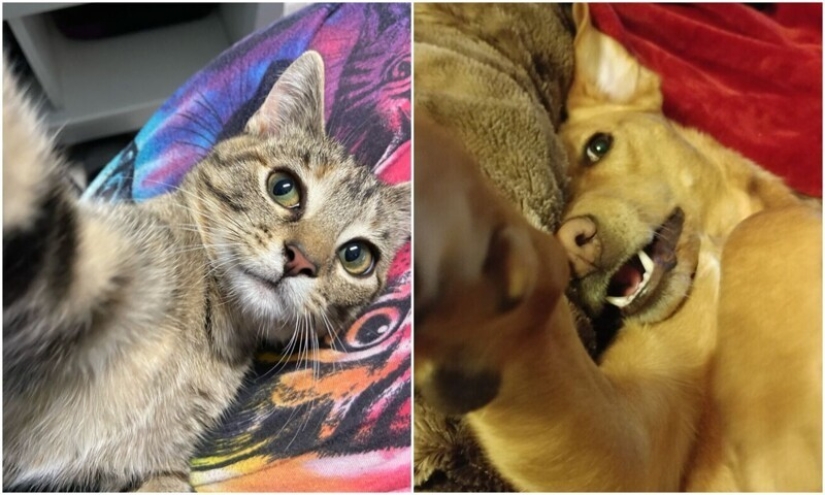 30 cute pets who have mastered the art of selfies