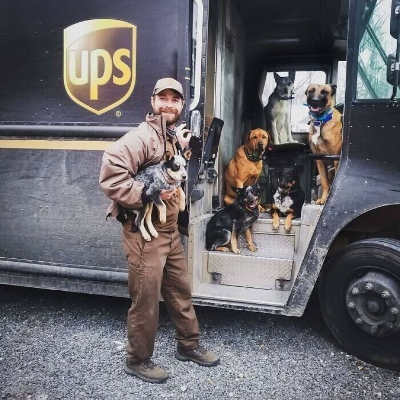 30 cute photos about the love of dogs for couriers