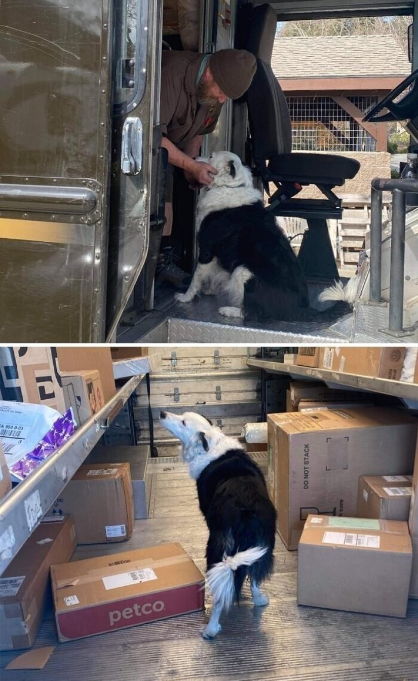 30 cute photos about the love of dogs for couriers