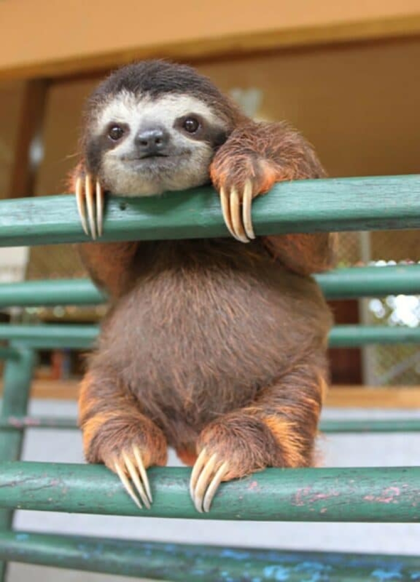 30 cute photos of sloths that will charge the mood