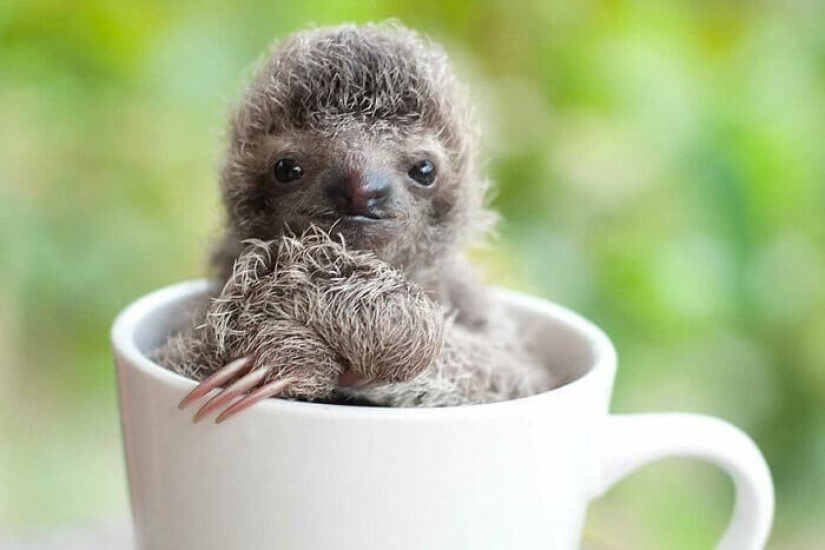30 cute photos of sloths that will charge the mood