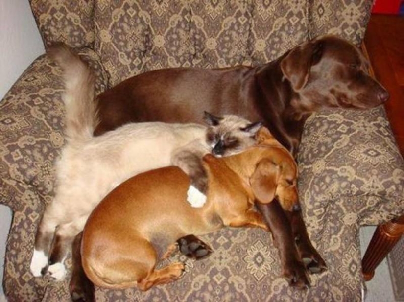 30 dogs in the most unimaginable poses in a dream