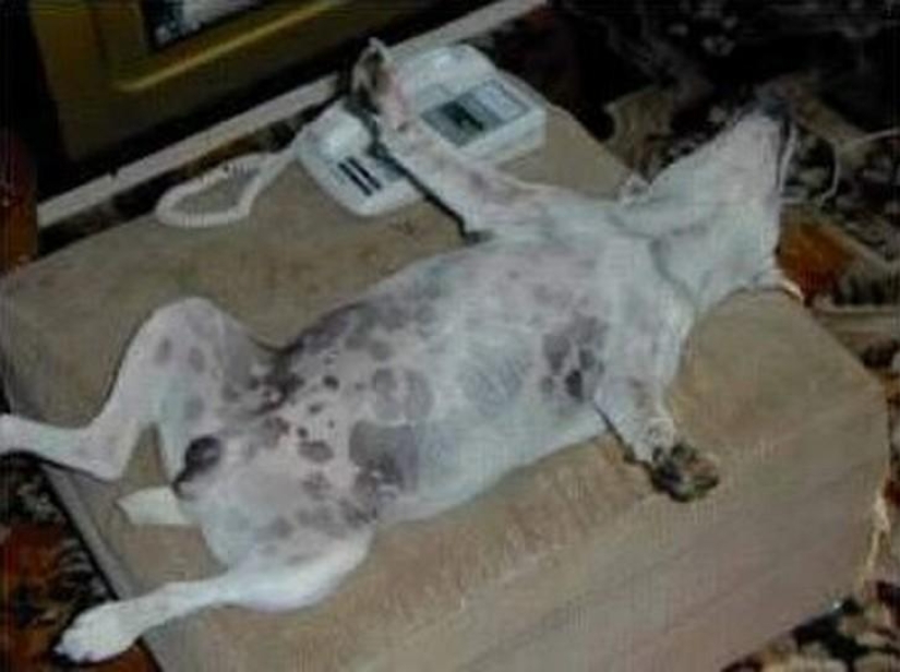 30 dogs in the most unimaginable poses in a dream