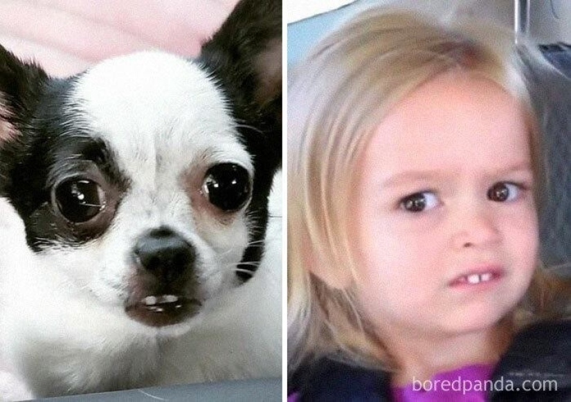 30 dogs that look like something else